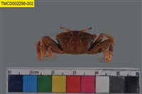 藏品(萬歲大眼蟹)的圖片